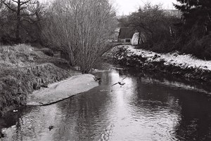 le vol du canard