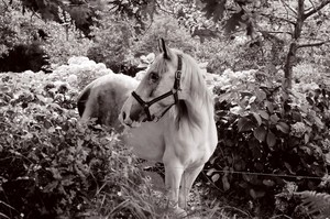 Cheval